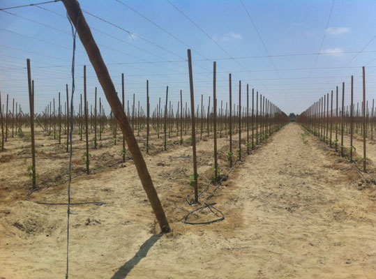 Over 75,000 vines were planted between 2011-2012.
