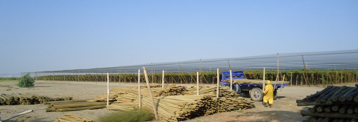 Between 2012-2013 all productive fields were covered with bird proof netting to ensure optimum fruit quality. 
