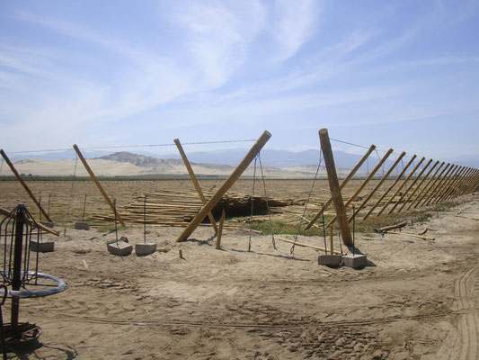 50 hectares of irrigation and trellis systems for Table Grape were installed in 2011.